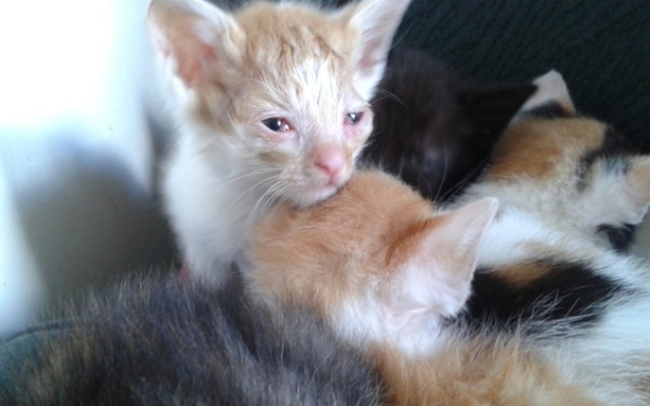 Zbiórka pomoc dla kociaków - zdjęcie główne