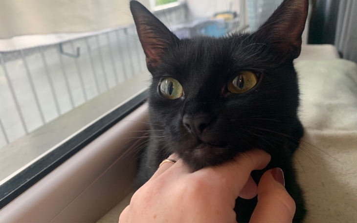 Zbiórka Leczenie Kotki Luny - zdjęcie główne