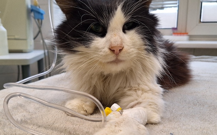 Zbiórka Walka z wirusem Fip - zdjęcie główne