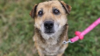 Zbiórka Dożywotni DT dla staruszków - miniaturka zdjęcia