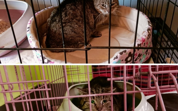 Zbiórka Koty spod Urzędu - zdjęcie główne