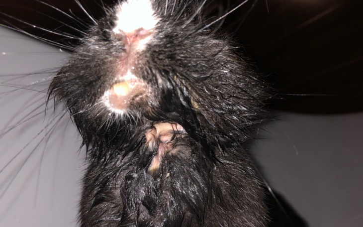 Zbiórka na operacje krolika - zdjęcie główne