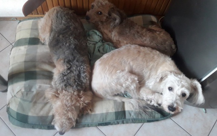 Zbiórka Opieka nad zwierzakami - zdjęcie główne