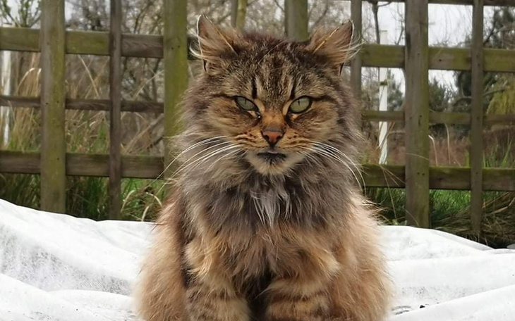 Dzikie koty z długim futrem, siedzące na tle ogrodzenia.