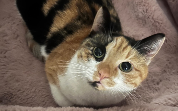 Zbiórka Proszę o Pomoc dla mojej Kotki - zdjęcie główne