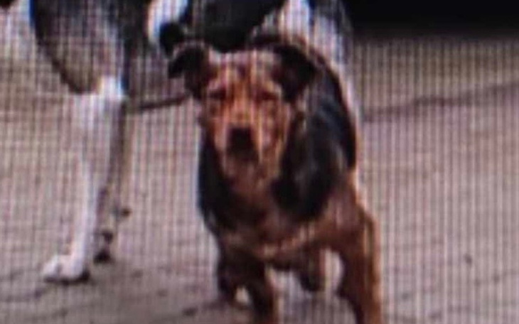 Pies biegnący w kierunku kamery.