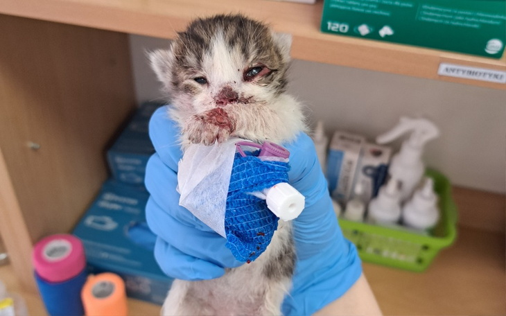 Mały kotek z ranami na pyszczku, trzymany w rękach.