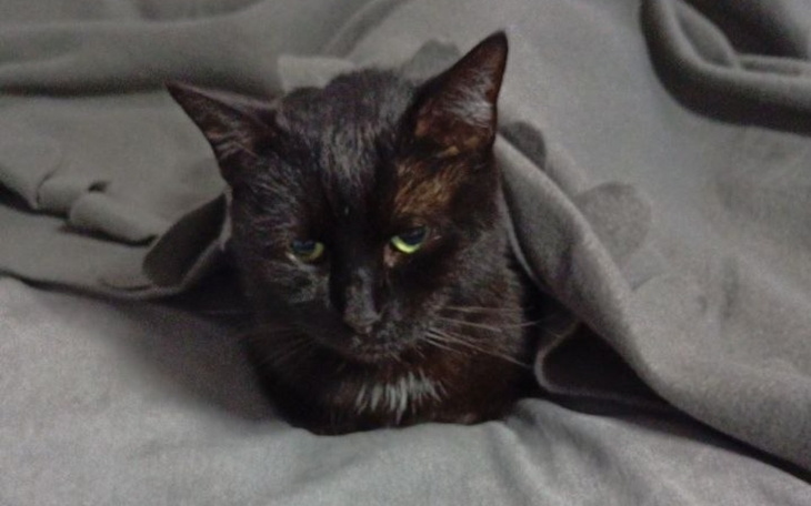 Zbiórka Pomóż mojemu kotkowi - zdjęcie główne