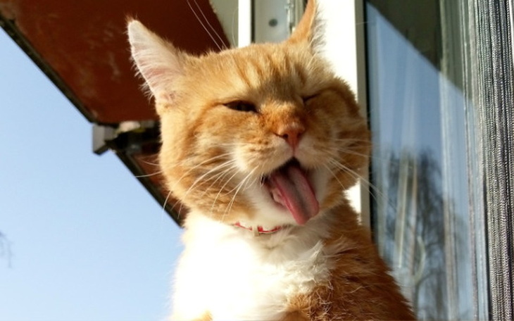 Zbiórka Garfield - kot z marzeniami - zdjęcie główne