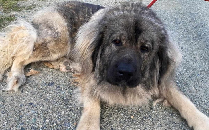 Zbiórka Zuma- zmarnowane 5 lat - zdjęcie główne