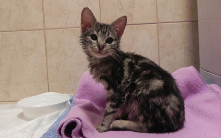 Zbiórka Boston niewidomy kociak! - zdjęcie główne