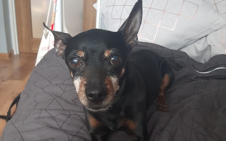 Zbiórka Leczenie Ząbków Dyzia - zdjęcie główne