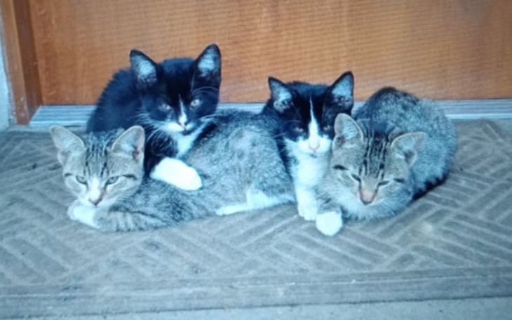 Zbiórka Pomoc dla kotów z Bydgoszczy - zdjęcie główne