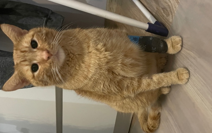 Zbiórka Życie karmela - zdjęcie główne