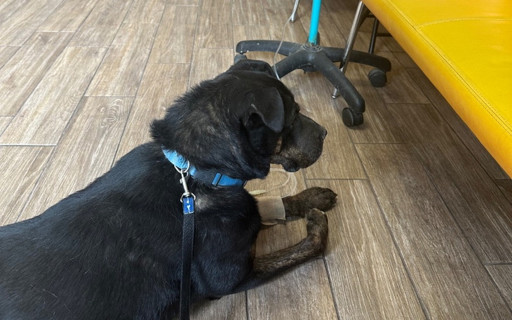 Zbiórka Rubin leczenie - zdjęcie główne