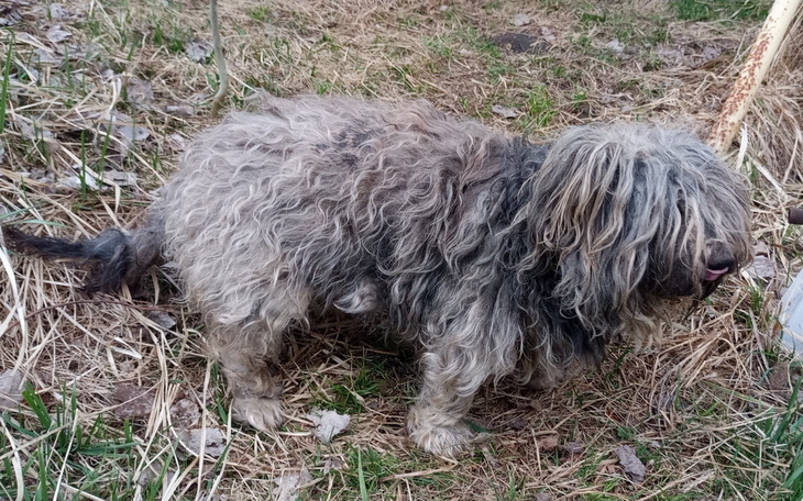 Pies z długimi, kręconymi włosami na łące.
