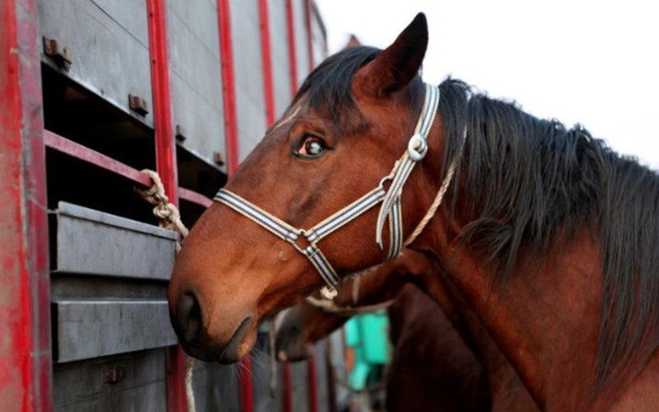 Zbiórka końskie życie w Waszych rękach - zdjęcie główne