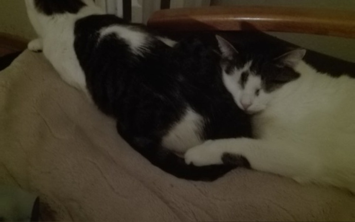 Zbiórka Grozi nam bezdomnosc. Pomocy - zdjęcie główne