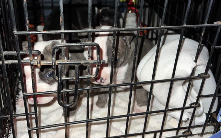 Szczeniaki w klatce, czekające na nowy dom.