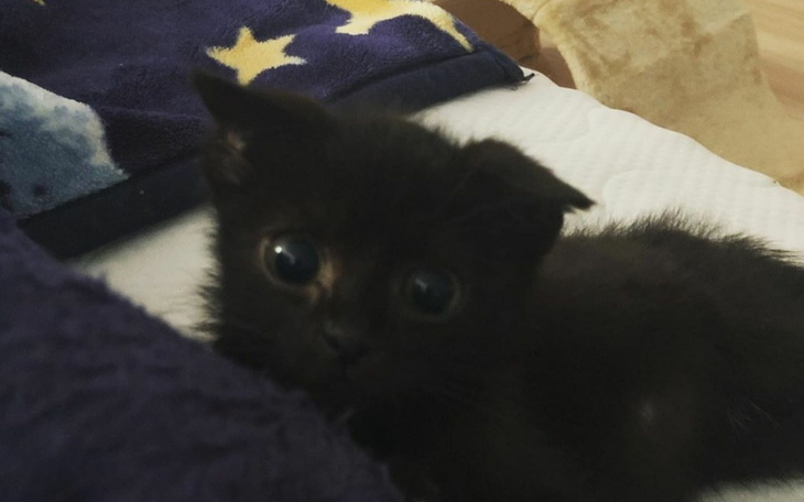 Zbiórka Ratujemy Lunka - zdjęcie główne