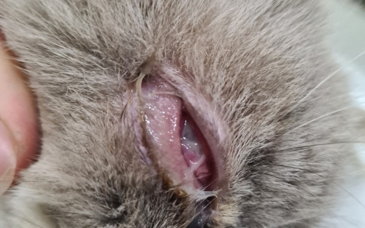 Zbiórka Operacja oka kocurka - zdjęcie główne