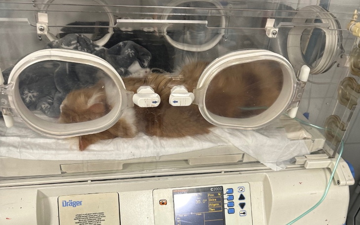 Zbiórka Rademenes potrzebuje pomocy - zdjęcie główne