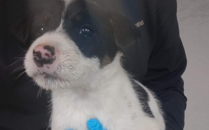 Zbiórka Transport po życie pilne - zdjęcie główne