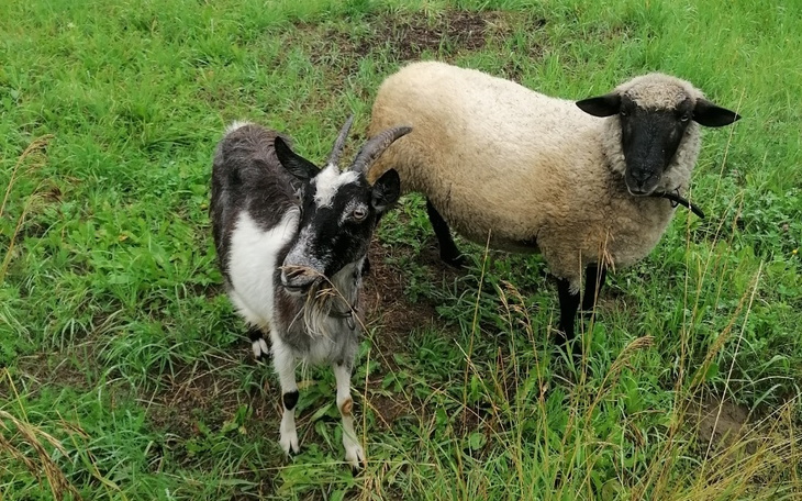 Zbiórka Zbieram na lodóweczkę - zdjęcie główne