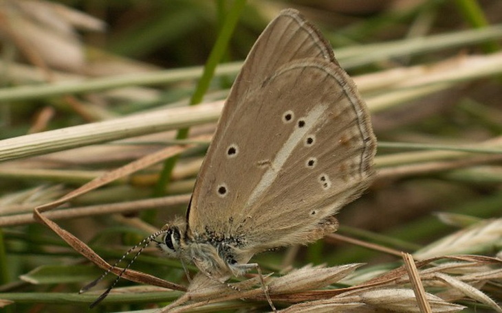 Zbiórka Ratujemy Modraszka gniadego - zdjęcie główne