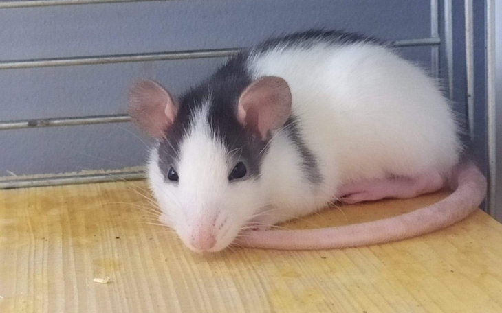 Zbiórka Pomóż Bambi Potrzebne leczenie - zdjęcie główne