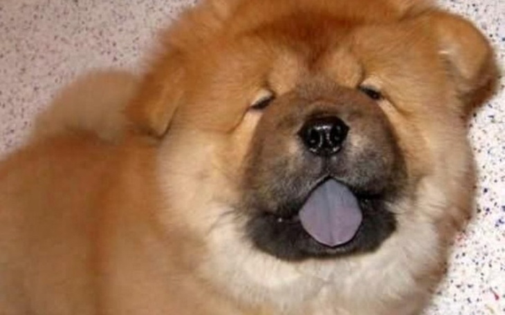 Zbiórka Ukochany piesek - zdjęcie główne