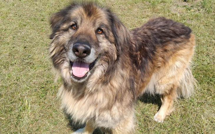 Zbiórka Hotelik Leona za maj, czerwiec - zdjęcie główne