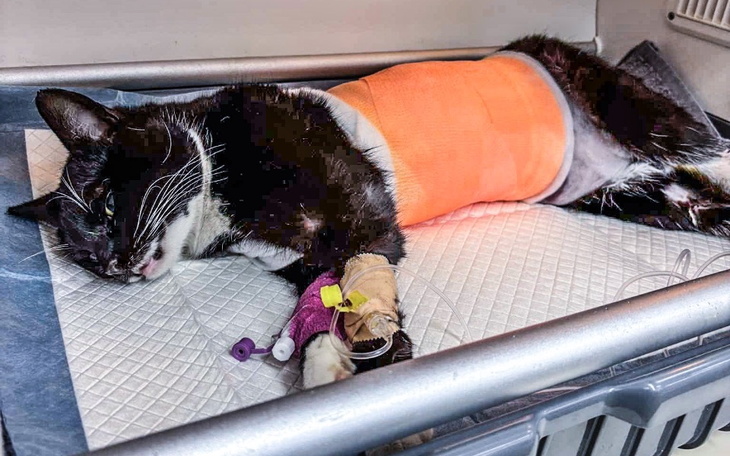 Kot po operacji, leży w szpitalu weterynaryjnym.