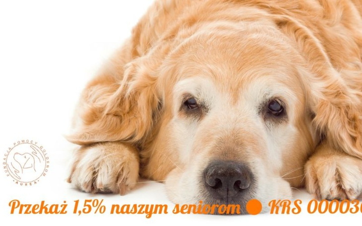 Zbiórka Fundacja Pomocy Goldenom Aurea - zdjęcie główne
