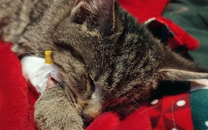 Śpiący kot na czerwonym kocyku.