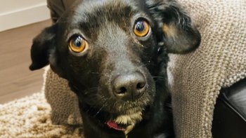 Zbiórka Maleńka Fibi cudem nie zamarzła - miniaturka zdjęcia