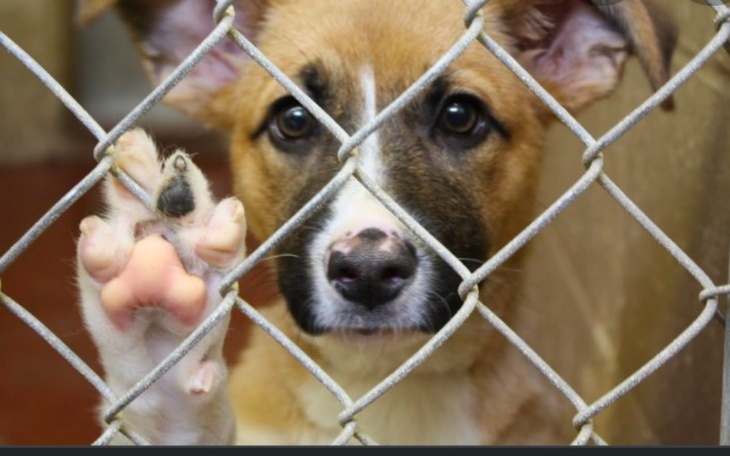 Zbiórka Na akcesoria dla zwierząt w schr - zdjęcie główne