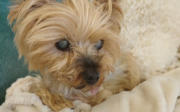 Mały piesek z jasnym futrem, leżący na poduszce.