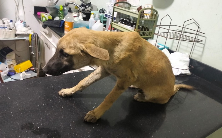 Mały piesek siedzący na stole w weterynarii.