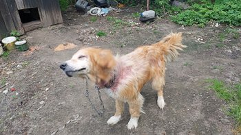 Zbiórka Koszmar psiej niedoli - miniaturka zdjęcia