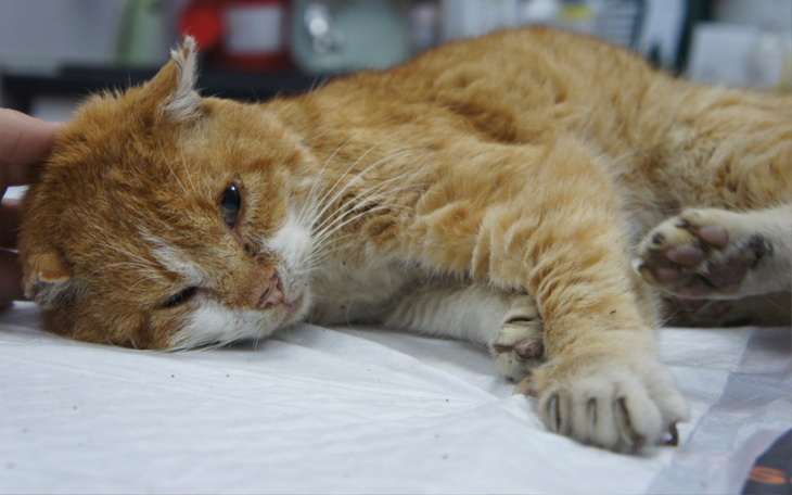 Zbiórka Elend - zdjęcie główne