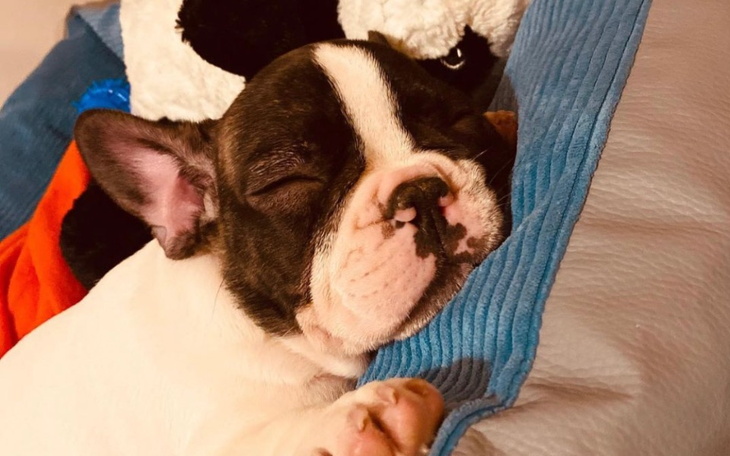 Zbiórka Na operacje kręgosłupa dla Coco - zdjęcie główne