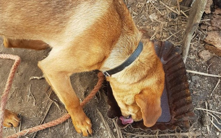 Zbiórka Pomoc dla uratowanego psa - zdjęcie główne