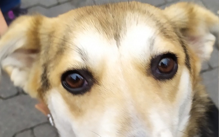 Zbiórka Fanta zbiera na sterylizację - zdjęcie główne