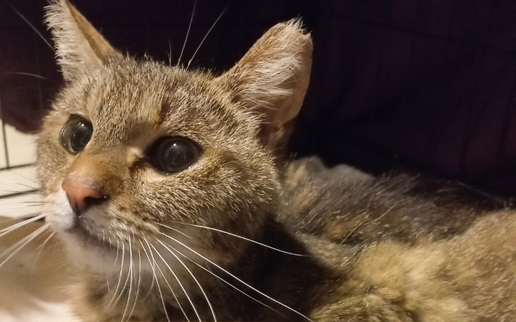 Kot o brązowym futrze, patrzący z ciekawością na otoczenie.