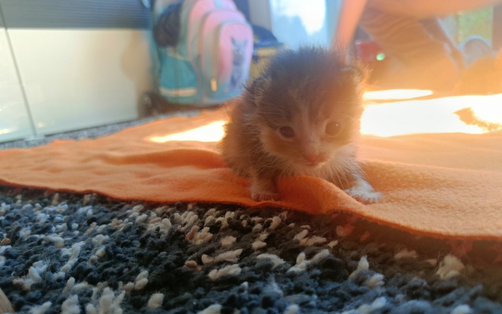 Mały, mokry kotek na pomarańczowym ręczniku.