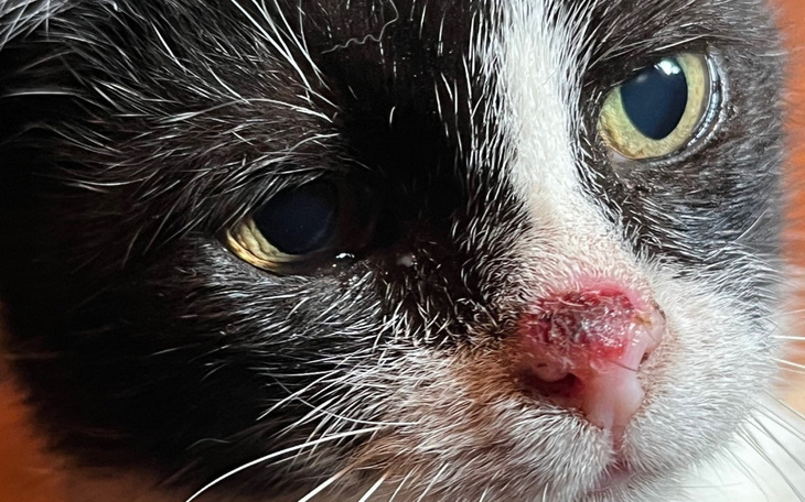 Zbliżenie na czarno-białego kota z wyrazistymi oczami.