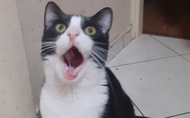 Zbiórka Spike i jego stópki - zdjęcie główne