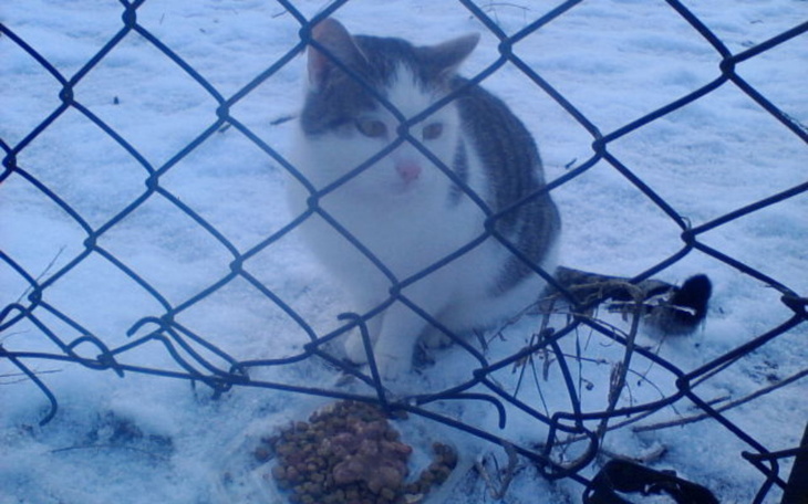 Zbiórka ZIMOWA ZBIÓRKA na KOTY -WARSZAWA - zdjęcie główne