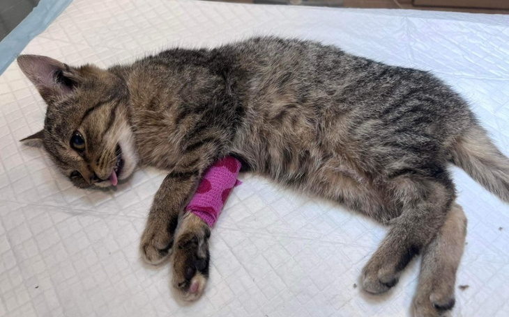 Zbiórka Ocalone kociaki - zdjęcie główne